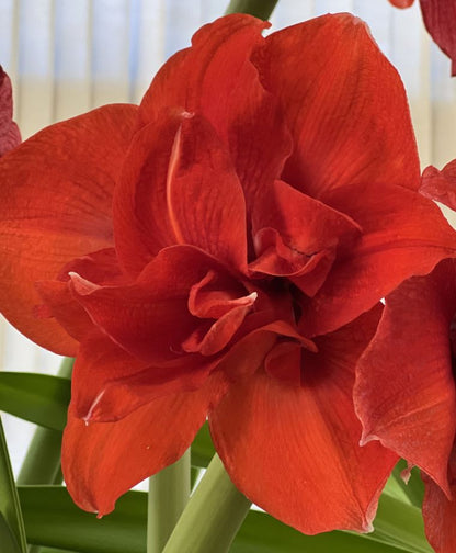 A single Inferno Amaryllis flower from Blue Buddha Farm set against a softly blurred backdrop, emphasizing its dramatic coloration and the elegance of its form.