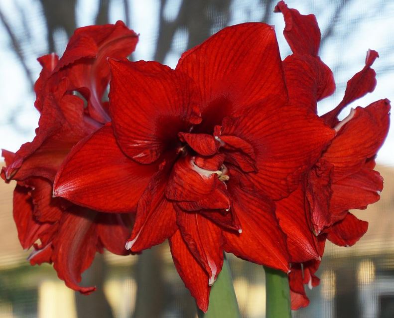 A Inferno Amaryllis bloom from Blue Buddha Farm adorned with morning dew, capturing the essence of freshness and beauty as sunlight filters through its petals.