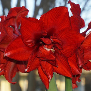 Amaryllis Inferno-Blue Buddha Farm