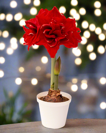 A vibrant Inferno Amaryllis from Blue Buddha Farm in full bloom, showcasing its fiery red-orange petals with intricate yellow accents, radiating warmth and energy.