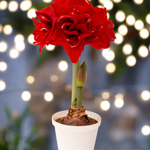 Amaryllis Inferno-Blue Buddha Farm
