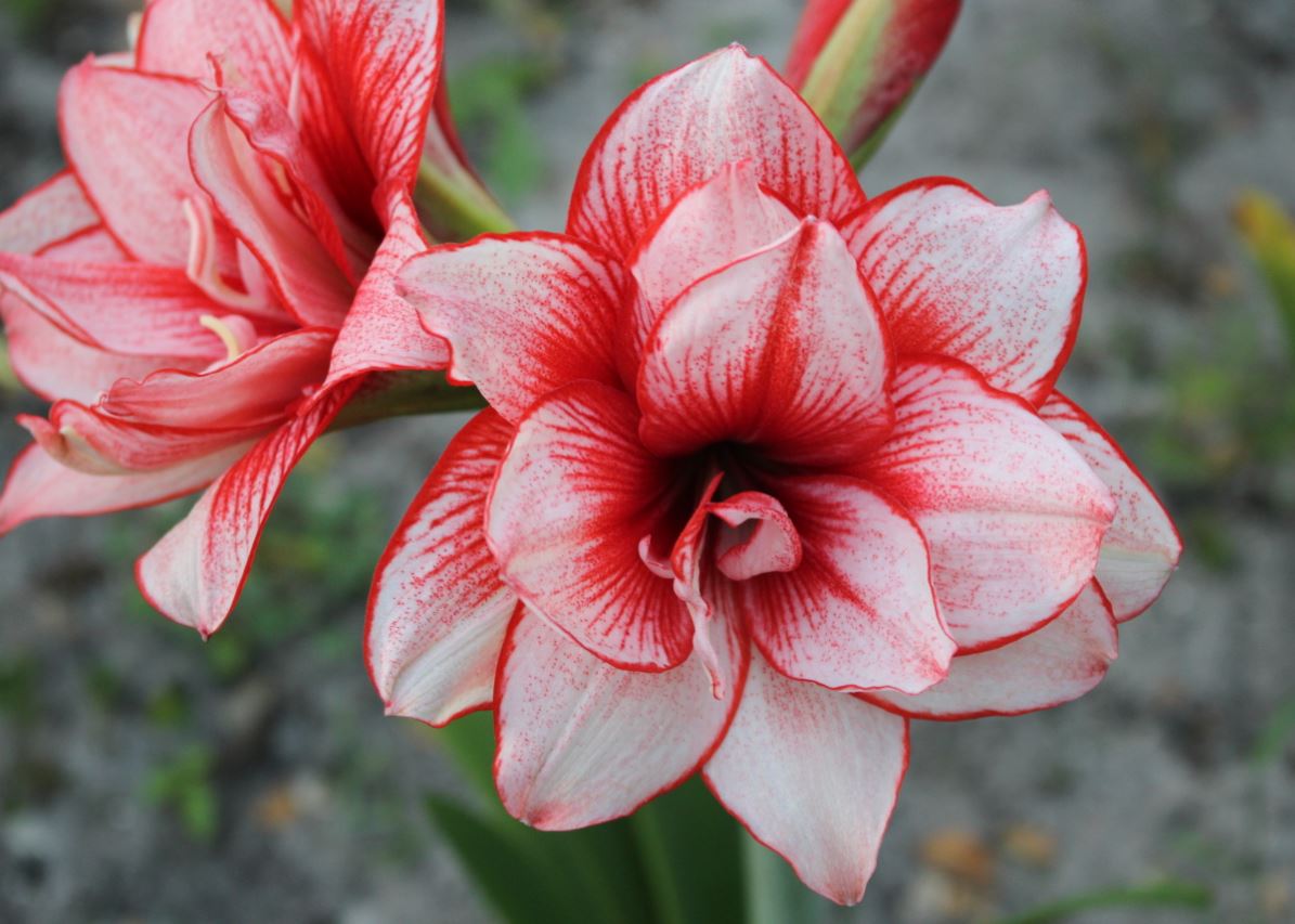 A vibrant Joker Amaryllis from Blue Buddha Farm in full bloom, showcasing its striking red and white striped petals, creating a playful yet sophisticated visual display.