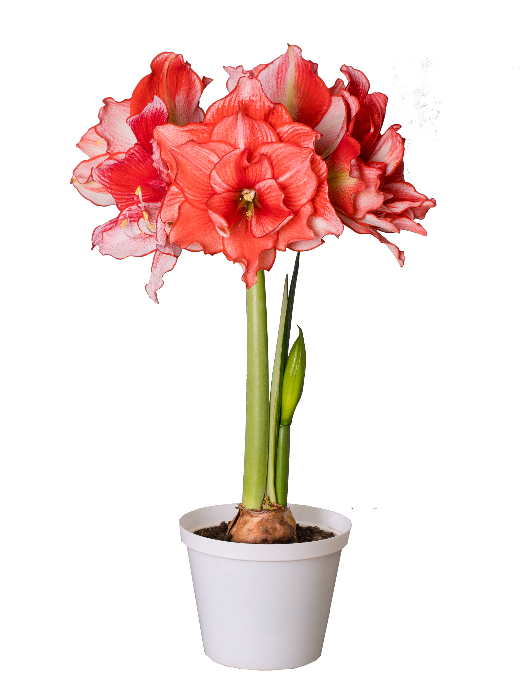Amaryllis Joker-Blue Buddha Farm