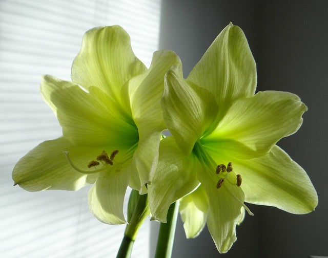 Amaryllis Lemon Sorbet-Blue Buddha Farm