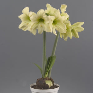 Amaryllis Lemon Sorbet-Blue Buddha Farm