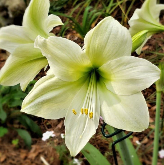 Softly lit amaryllis flower in lemon sorbet, its smooth, velvety petals capturing the essence of spring.