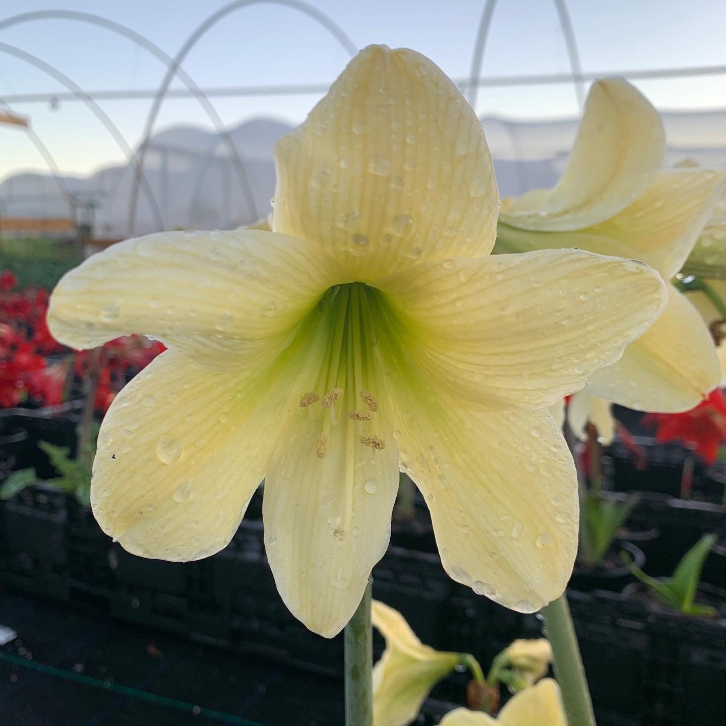 Amaryllis Lemon Sorbet-Blue Buddha Farm