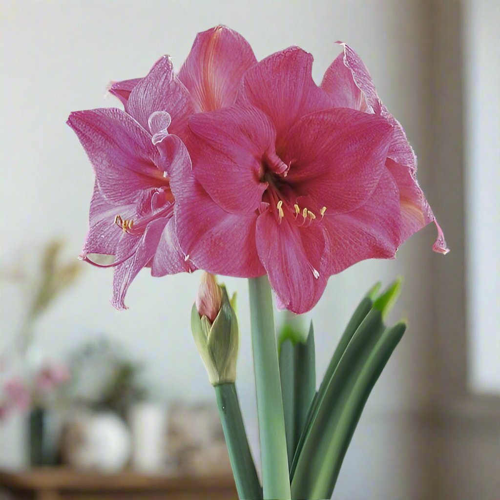 Milady Amaryllis – Elegant Pink Blooms with a Touch of Green | Blue Buddha Farm