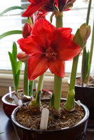 Amaryllis Ragtime-Blue Buddha Farm
