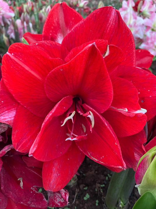 A dynamic close-up of a ragtime amaryllis, its bold red petals bursting with lively streaks, mirroring the joyful energy of a ragtime dance.