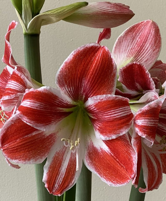 Amaryllis Razzle Dazzle * FALL 2024 PREORDER* - Blue Buddha Farm