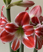Amaryllis Razzle Dazzle-Blue Buddha Farm
