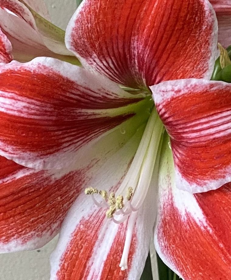 Amaryllis Razzle Dazzle-Blue Buddha Farm