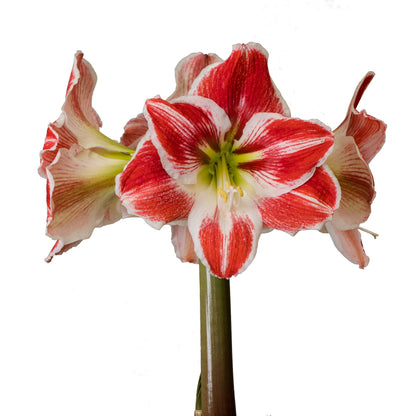 Amaryllis Razzle Dazzle * FALL 2024 PREORDER* - Blue Buddha Farm