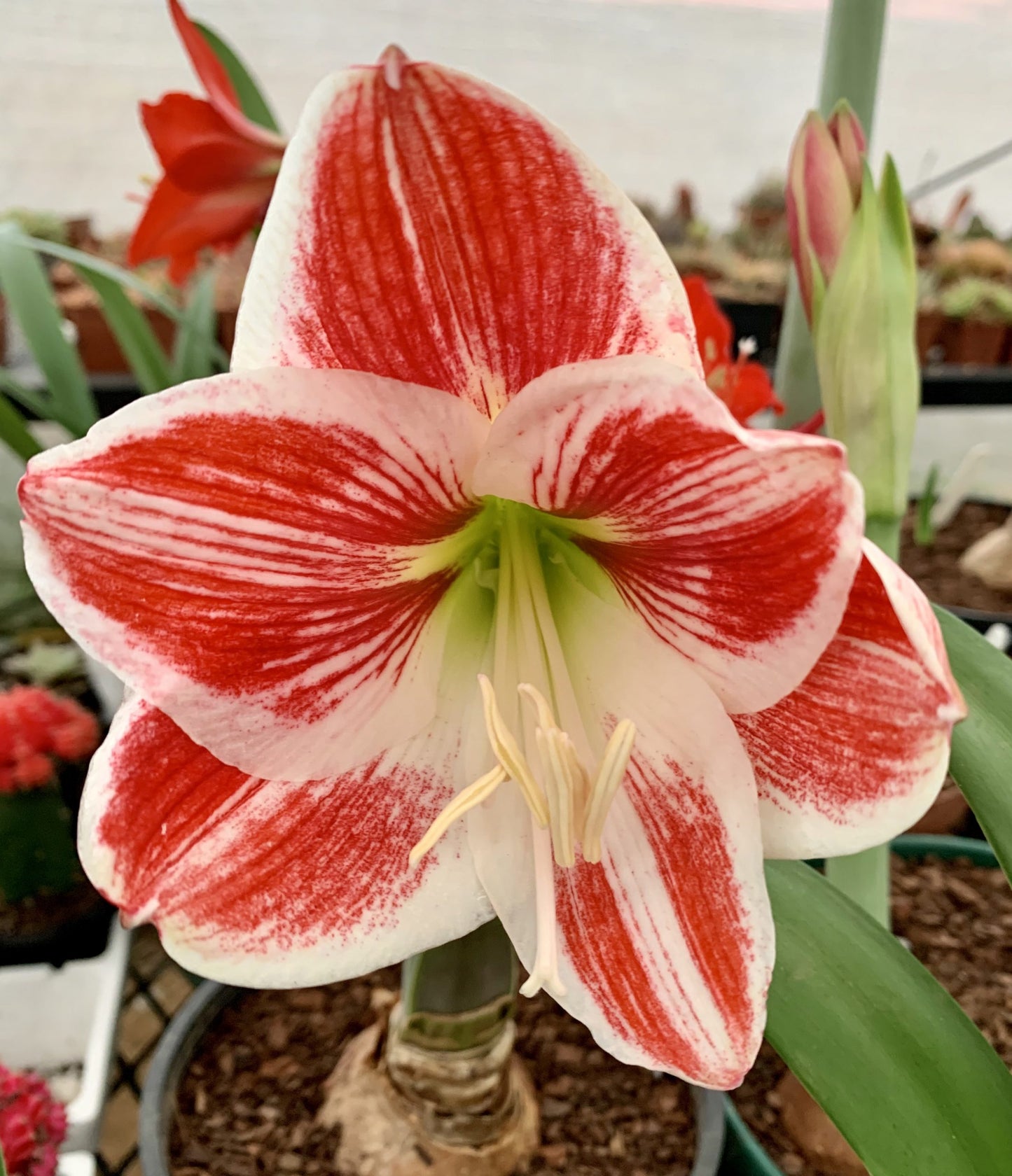 Amaryllis Razzle Dazzle * FALL 2024 PREORDER* - Blue Buddha Farm