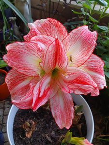 Amaryllis Razzmatazz-Blue Buddha Farm