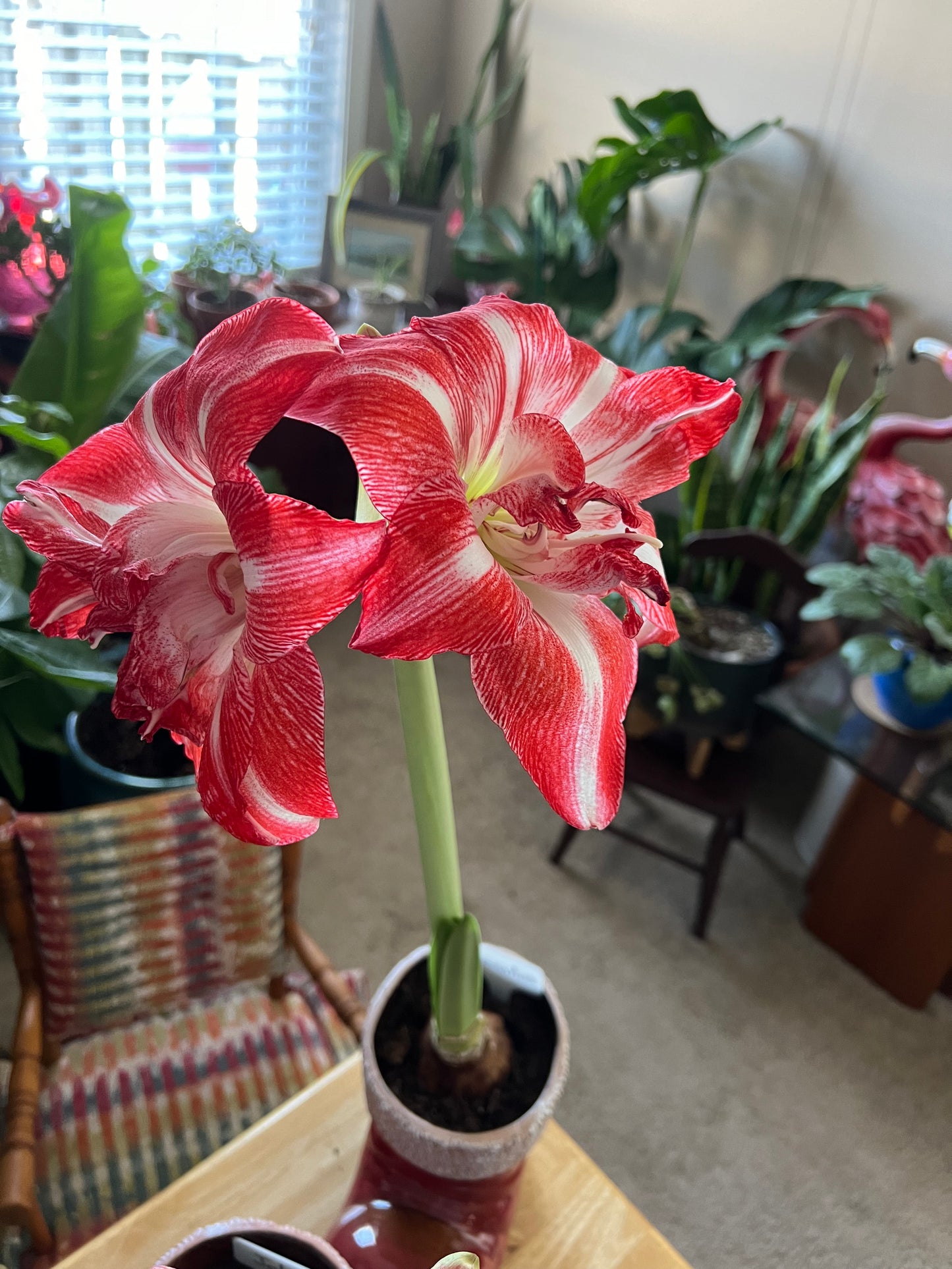 Amaryllis Razzmatazz * FALL 2024 PREORDER* - Blue Buddha Farm