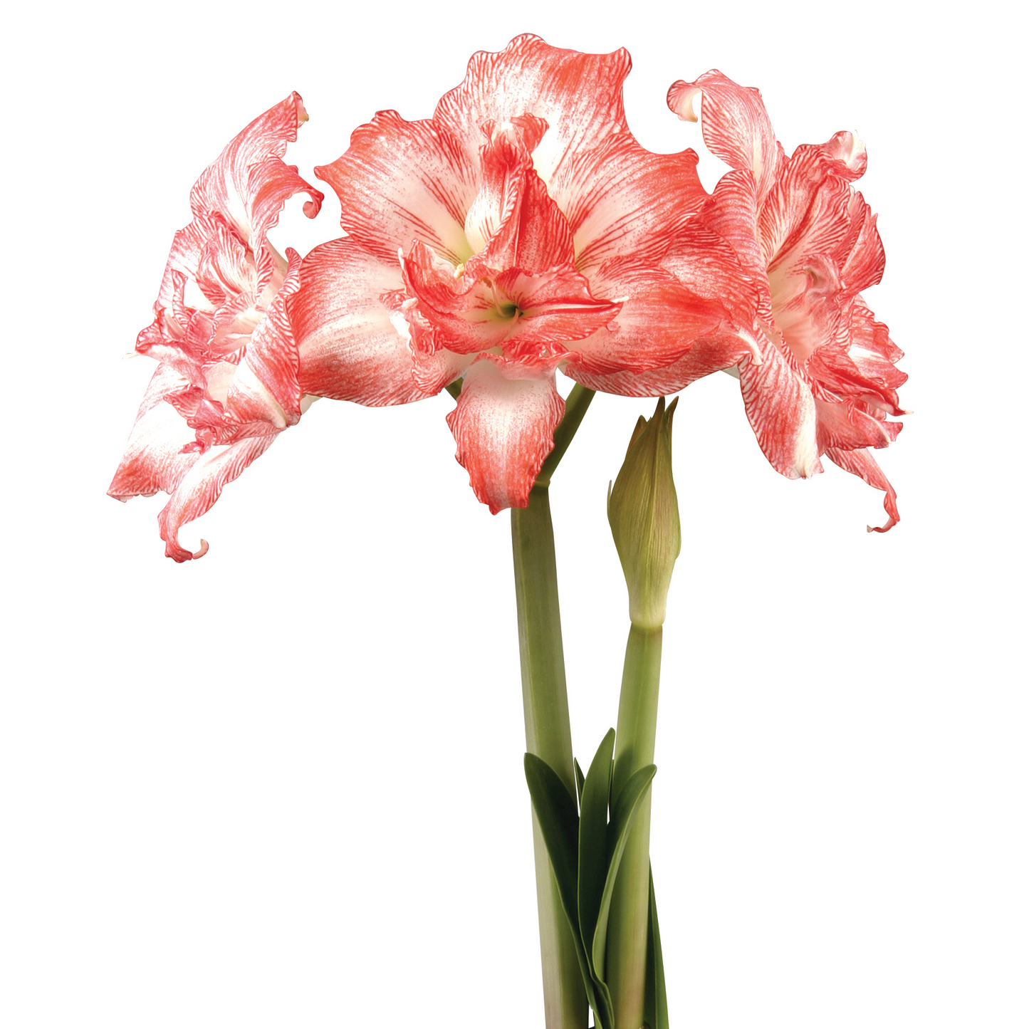 Amaryllis Razzmatazz * FALL 2024 PREORDER* - Blue Buddha Farm