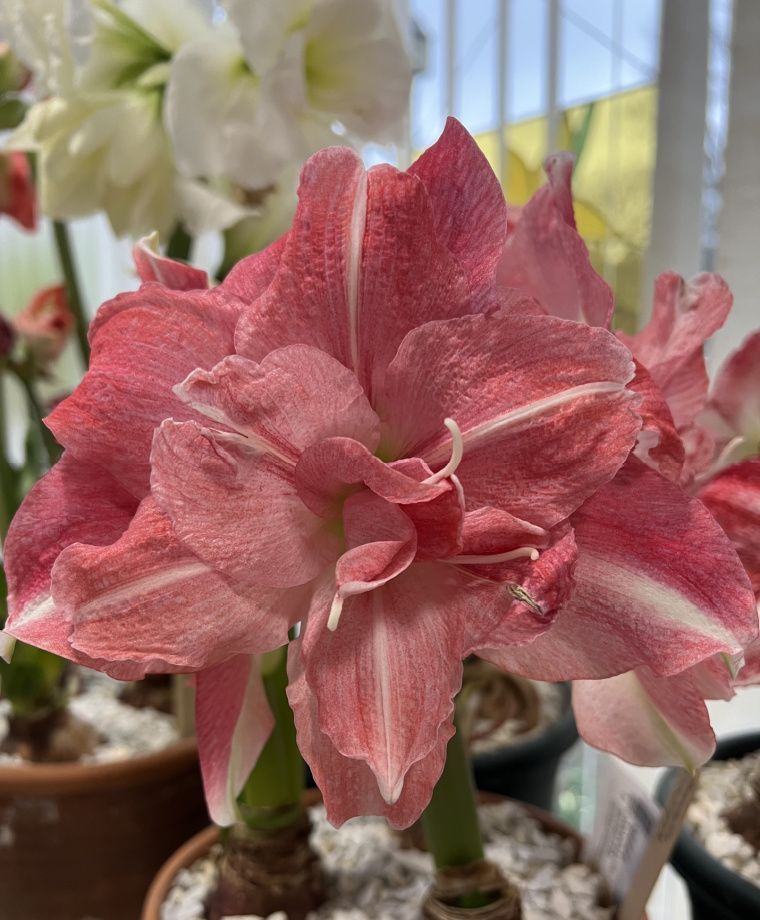 Amaryllis Rozetta * FALL 2024 PREORDER* - Blue Buddha Farm