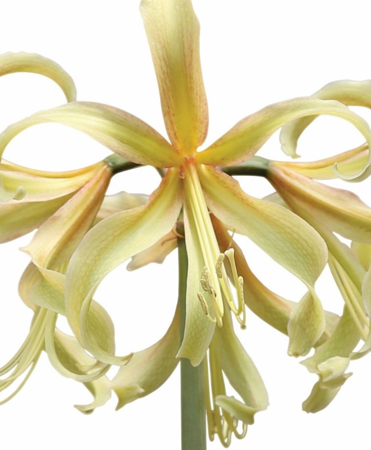 Amaryllis Saffron * FALL 2024 PREORDER* - Blue Buddha Farm