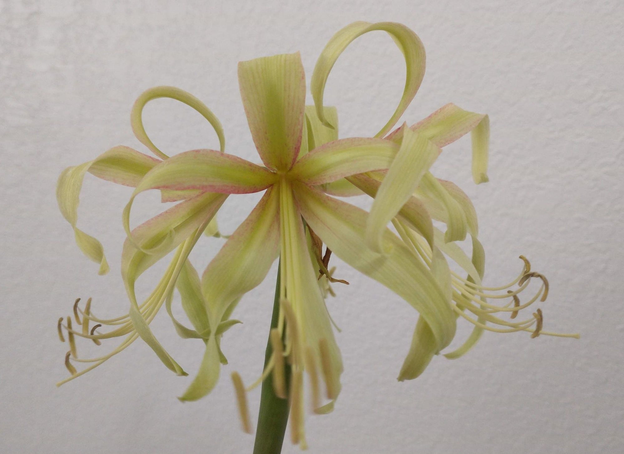 Amaryllis Saffron-Blue Buddha Farm