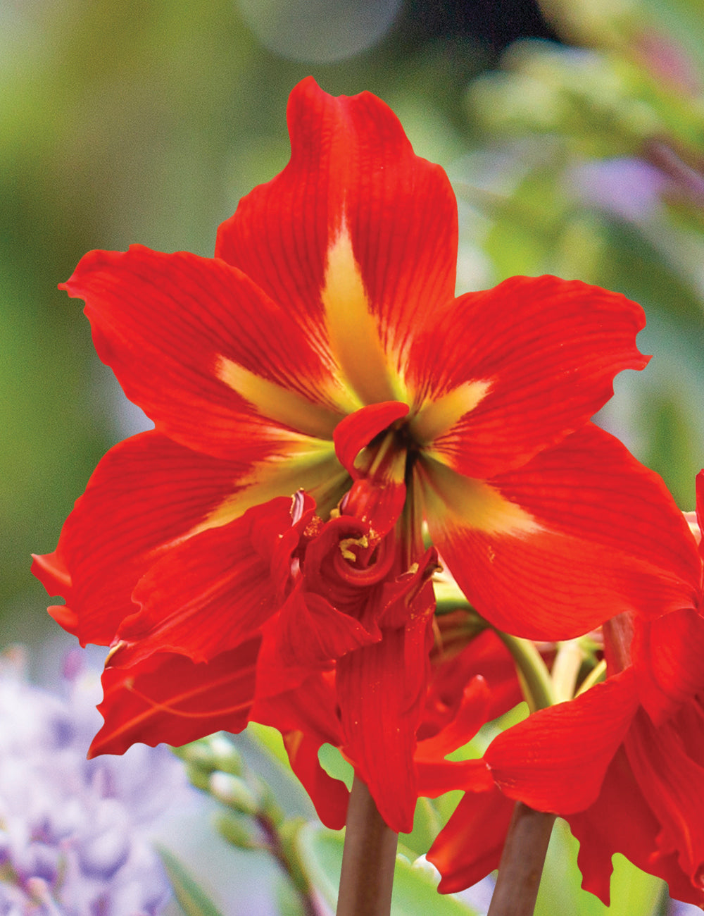 Amaryllis Samburu * FALL 2024 PREORDER* - Blue Buddha Farm