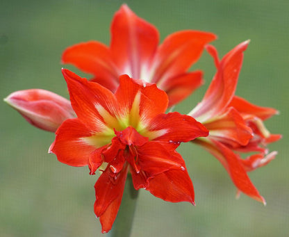 Amaryllis Samburu * FALL 2024 PREORDER* - Blue Buddha Farm