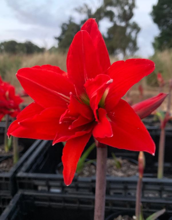 Amaryllis Samburu * FALL 2024 PREORDER* - Blue Buddha Farm