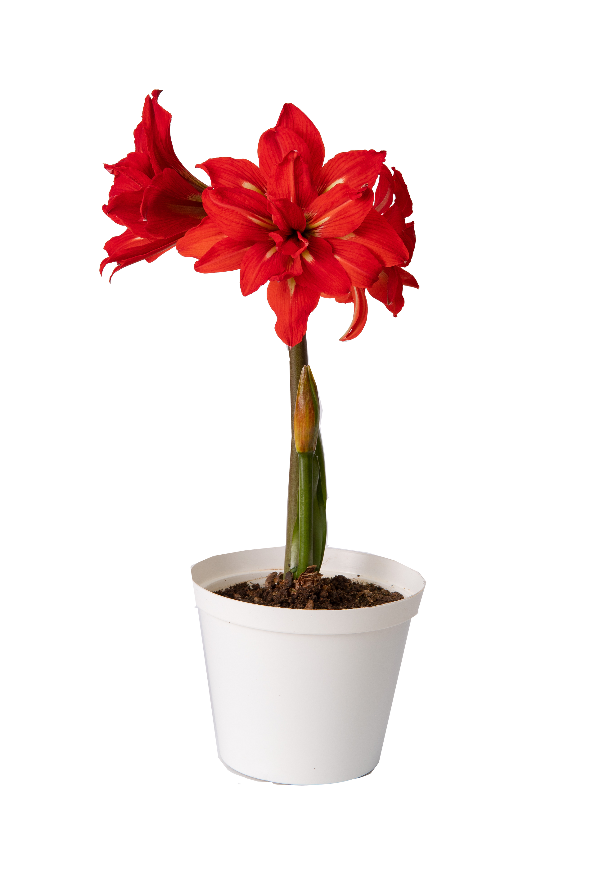 Amaryllis Samburu * FALL 2024 PREORDER* - Blue Buddha Farm