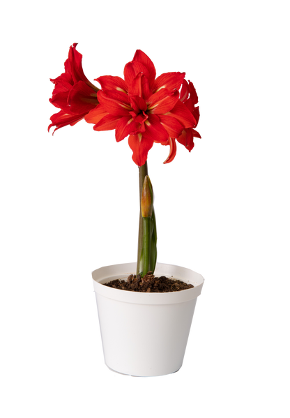 Amaryllis Samburu * FALL 2024 PREORDER* - Blue Buddha Farm