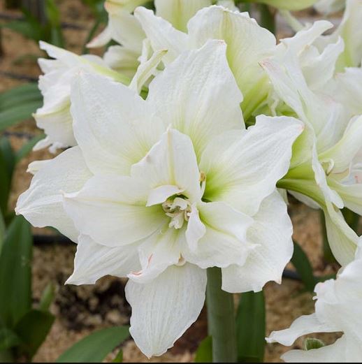 Amaryllis Snow White * FALL 2024 PREORDER* - Blue Buddha Farm