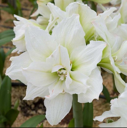 Amaryllis Snow White-Blue Buddha Farm