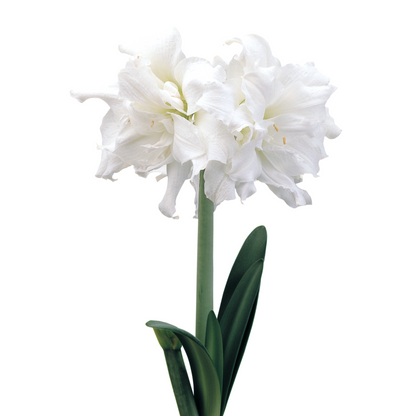 Amaryllis Snow White * FALL 2024 PREORDER* - Blue Buddha Farm