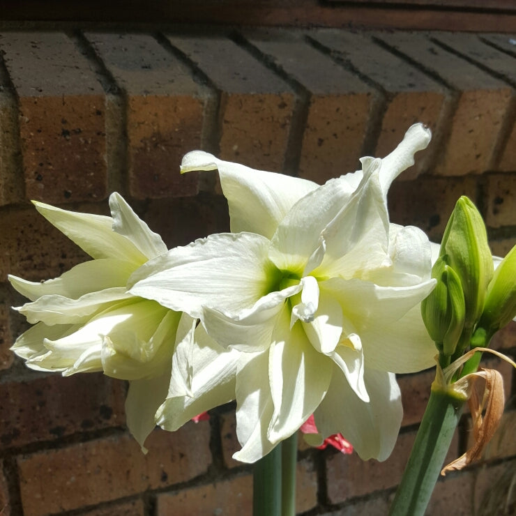 Amaryllis Snow White-Blue Buddha Farm