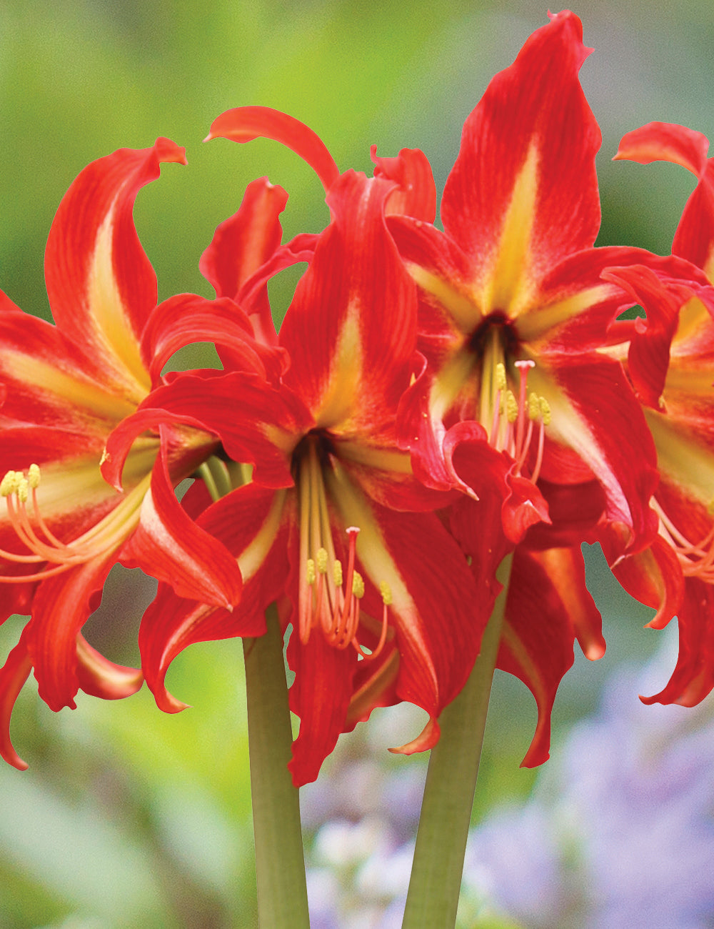 Amaryllis Swazi * FALL 2024 PREORDER* - Blue Buddha Farm