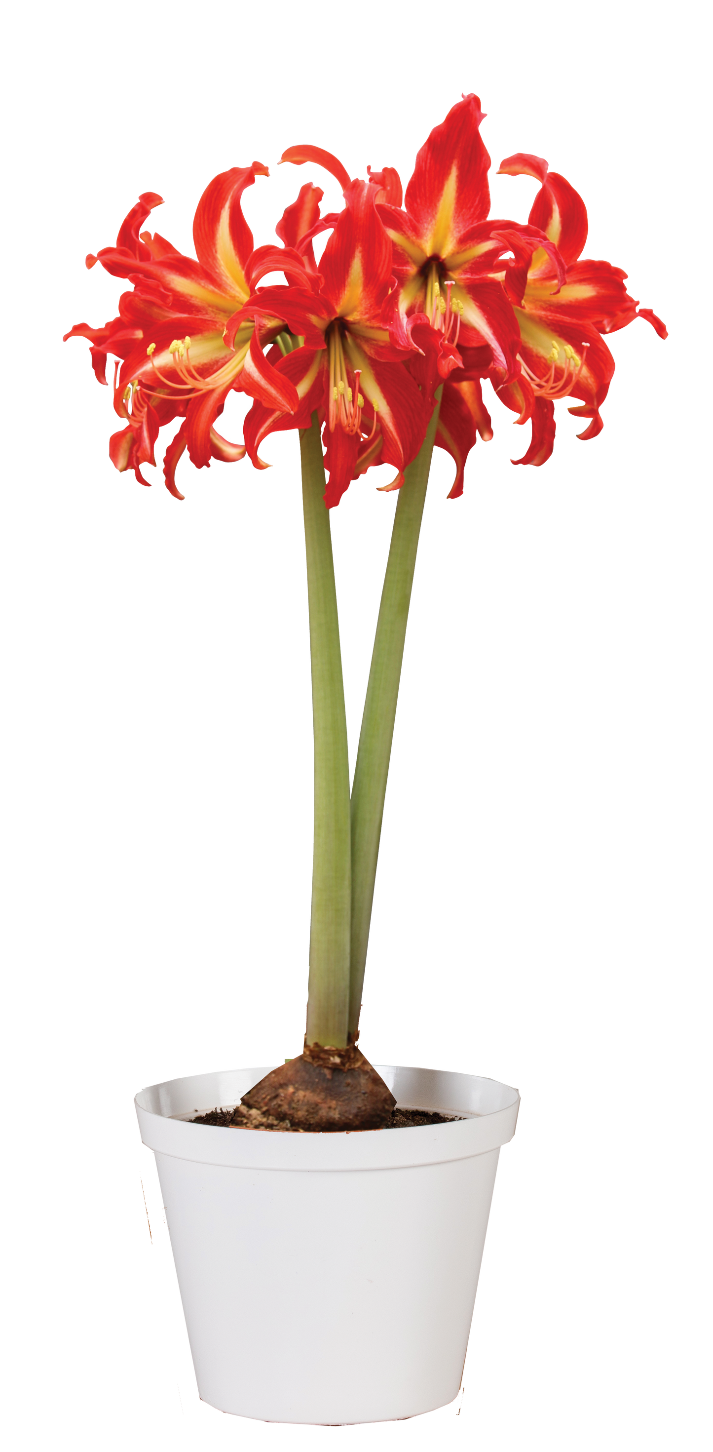 Amaryllis Swazi * FALL 2024 PREORDER* - Blue Buddha Farm