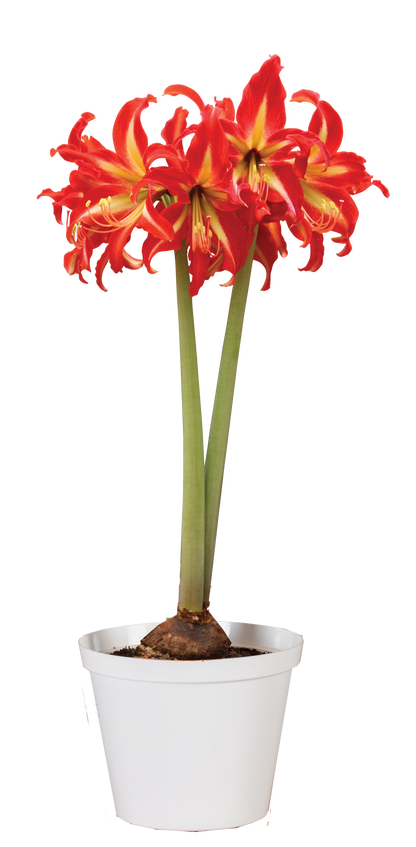 Amaryllis Swazi * FALL 2024 PREORDER* - Blue Buddha Farm