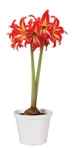 Amaryllis Swazi-Blue Buddha Farm