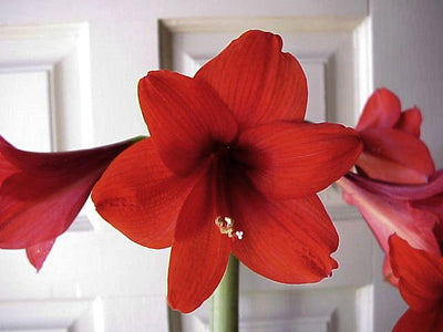 Amaryllis Top Choice-Blue Buddha Farm