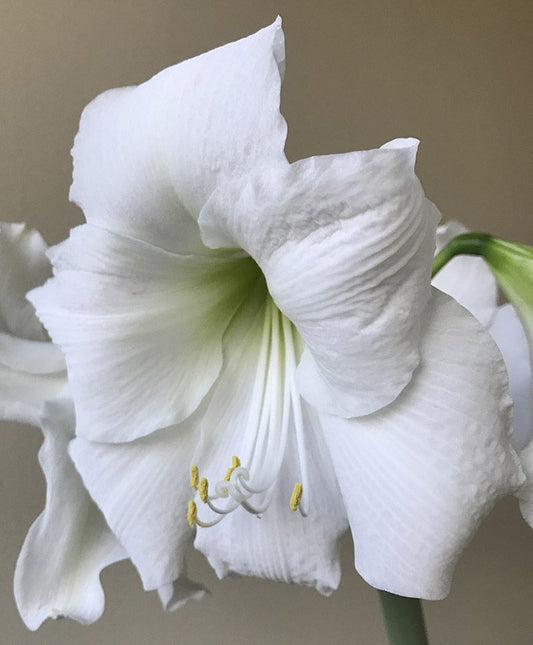 Symphony Amaryllis Wedding Dance stunning indoors with snowy-white petals and green throat.