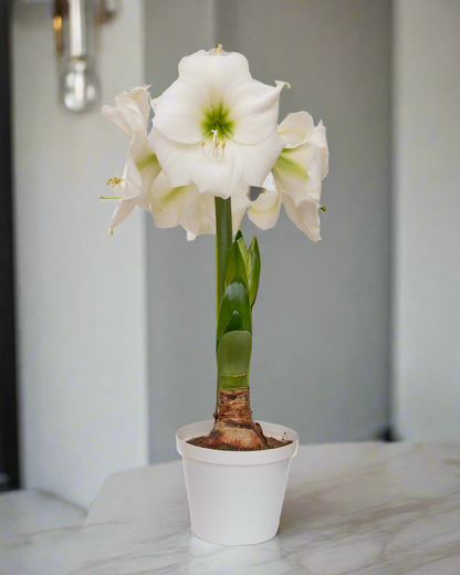 Premium Amaryllis Wedding Dance flower adding classic elegance to holiday décor.