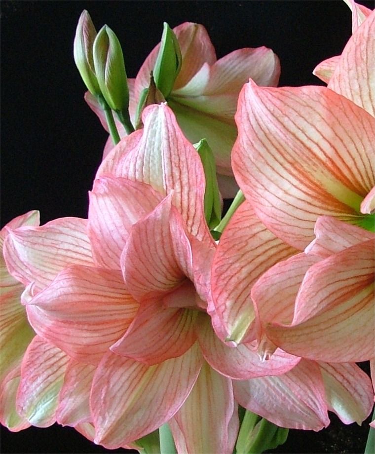 A close-up of a zombie amaryllis, its haunting watermelon pink petals streaked with deep crimson veins, creating an eerie yet captivating contrast.