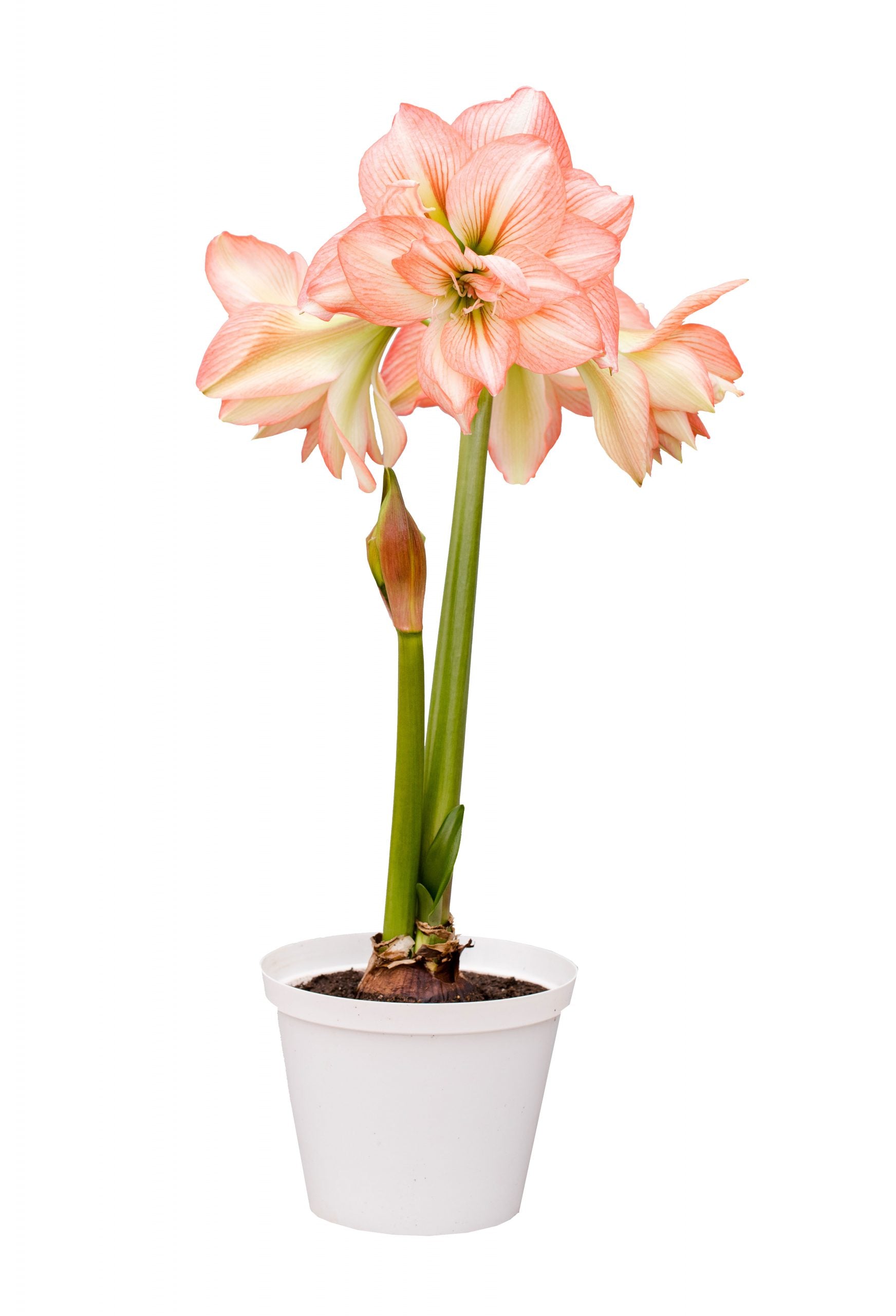 Amaryllis Zombie-Blue Buddha Farm