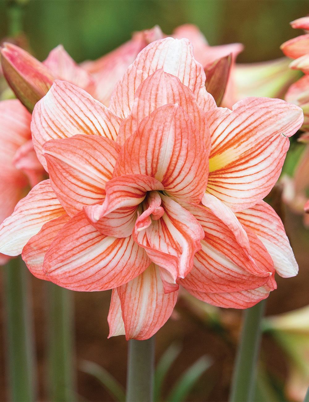 A close-up of a zombie amaryllis, its haunting watermelon pink petals tinged with deep crimson veins, offering a striking contrast.