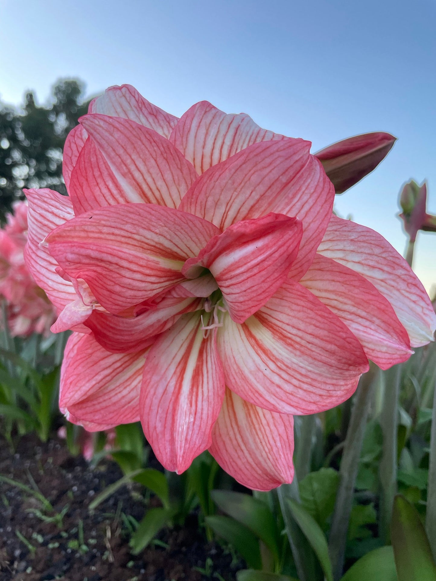 The curling, candy-like pink petals of a zombie amaryllis, with hints of crimson woven through as if enchanted by a mischievous breeze.