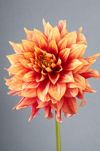 Bright yellow and red Dinner Plate Dahlia 'Dazzling Magic' bloom reaching 8-10 inches wide in a sunny garden.