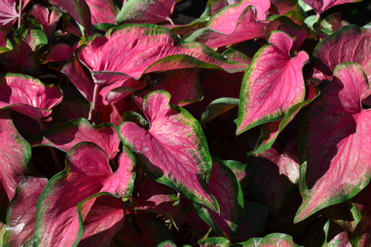 New caladium variety Passion Punch basking in the sun