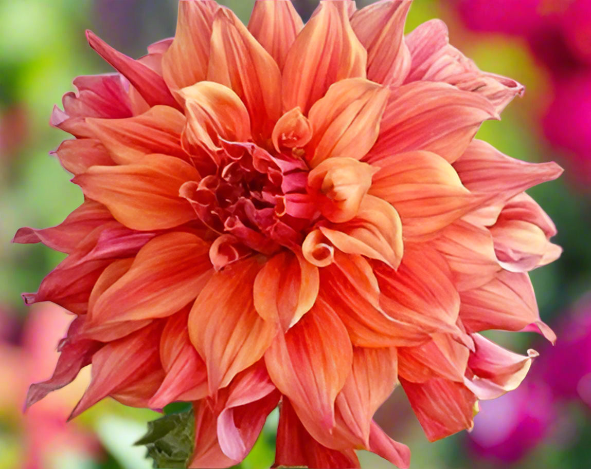 Close-up of Belle of Barmera dinnerplate dahlia showing its unique twisted petals and sunset hue from Blue Buddha Farm