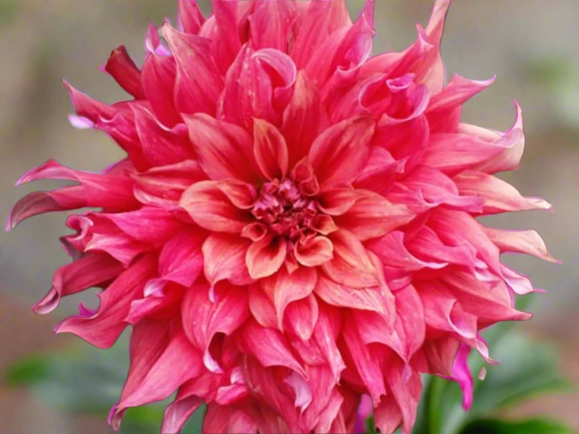 Freshly cut Belle of Barmera dahlias in a bouquet, showcasing their large size and vibrant colors.