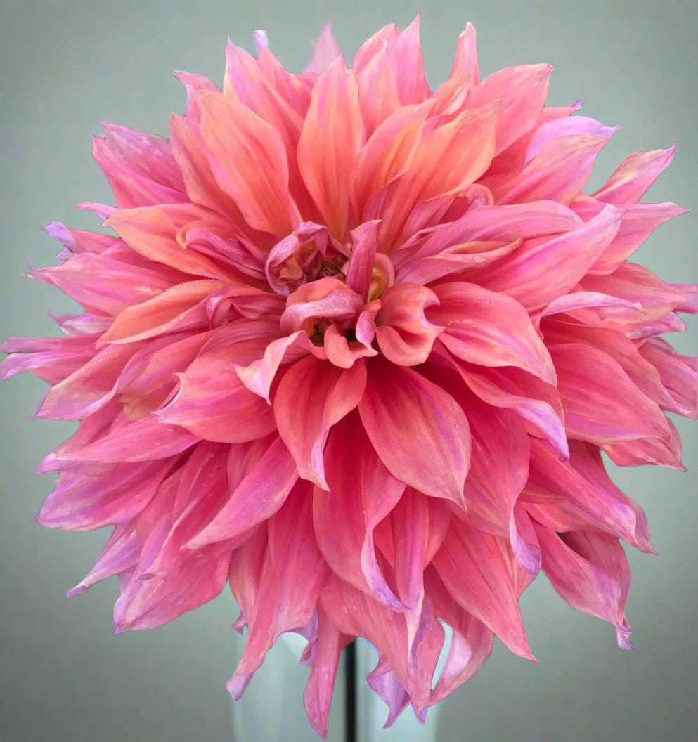 Belle of Barmera dahlia with massive coral, peach, and raspberry blooms in a garden setting at Blue Buddha Farm 